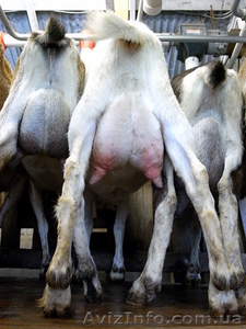 Ищу инвестора в действующий бизнес #839696