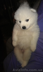 Белоснежные щенки самоеда #836463