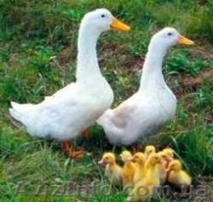 Продажа сельскохозяйственной птицы #848617