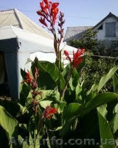 корневища канн крупноцветковых красных #843492