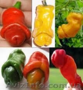 Перец пенис Chilly Willy семена #847813