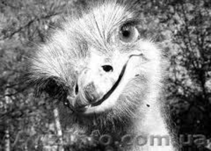 Страусиная ферма и многие другие экскурсии из Луганска . #834727