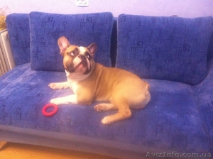 Вязка французский бульдог #847945