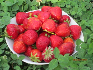 продам саженцы элитной клубники #843723