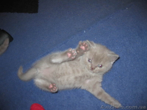 шотландские, лиловые котята с плюшевой шубкой #834807