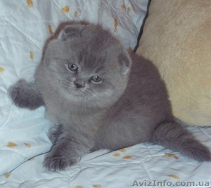 шотландские вислоушки и прямоушки #837092