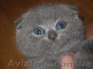 ЛАСКОВЫЕ  ШОТЛАНДЧИКИ #847524