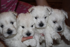 Щенки Вест Хайленд Вайт Терьер #835110