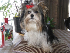 Бивер йорка чудесные щенки продаются #834157