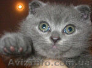 шотландчики    красавчики #847516