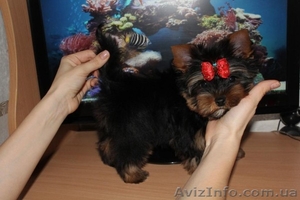 Йорк,  мальчик (мини) #845895