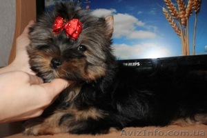 йорк девочка 2, 5 мес. #789877