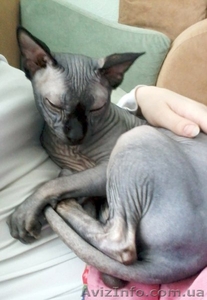 Вязка канадский сфинкс #846699