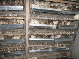 Перепела и их продукция #838322