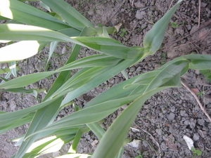 лук-чеснок РОКАМБОЛЬ #836317