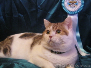 Кот скоттиш страйт #838773