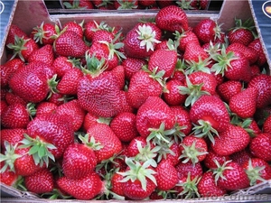 продам саженцы клубники frigo, малины #843484