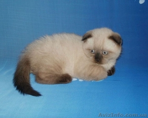 Шотландские котята гималайского окраса,  сил-пойнт и чоклит-пойнт. #839477