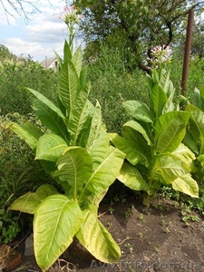 Семена сортового курительного табака #844178