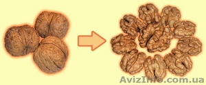 Продажа грецкого ореха. Цельного и ядра,  бабочка,  рядовка. Недорого. #847571