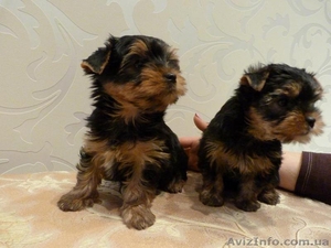 щенки йорка мальчик и девочка. #850941