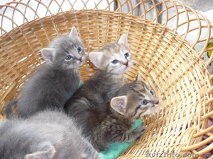 отдам симпатичных котят в хорошие руки #837329