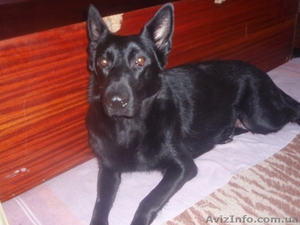 Щенки черной немецкой овчарки #837804