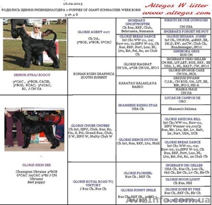 Щенки ризеншнауцера,  профессиональный питомник #845853