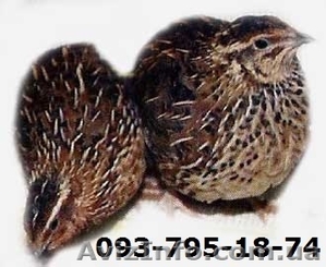 Перепела- Донецк #835486