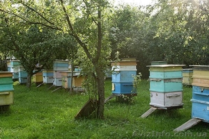 Мёд оптом с домашней пасики #844761