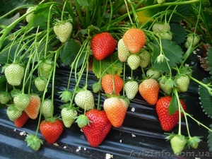 продам саженцы клубники frigo, малины, ежевики из Европы. #837260