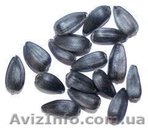 семена для посева,  семена полевых и озимых культур #842893