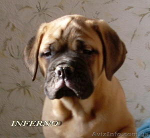 Щенки бульмастифа шоу класса #835318