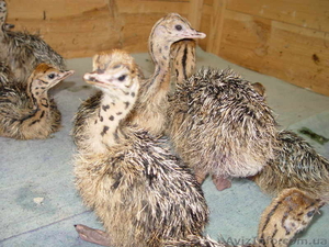 Продаются страусята #842459