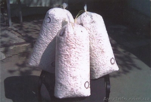 Блоки грибов вешенка. #838089