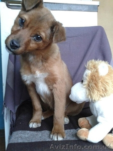 Маленькая собачка в заботливые руки! #838643