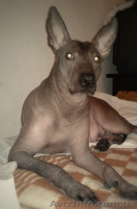 щенки Ксолоитцкуинтли Мексиканская голая #841908