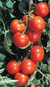 томат Закаточный #836359