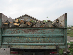 Сосновые и фруктовые дрова #835014