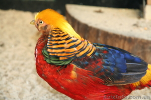 Продам фазанов,  яйца и цыплят фазанов  #844817