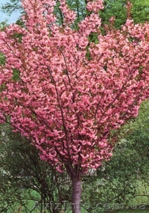 Сакура «Роял Бургунди» для ландшафтного дизайна #858425