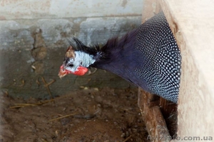 Французская бройлерная цесарка #851929