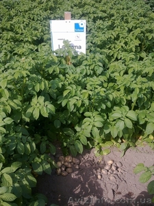 картофель для Профессионалов #851375