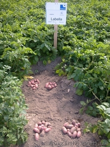 картофель семенной  для  Вашего бизнеса #851983