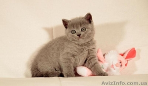 Продается чудная британочка #862898