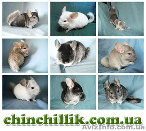 Продажа шиншилл из питомника,  купить шиншиллу в Украине #868995