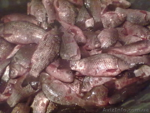 живая рыба живая рыба #855183