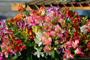 Альстромерия для выгонки #858871