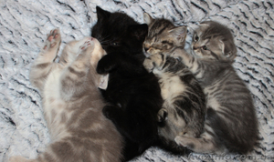 Котята редких окрасов,  скотиш фолд и скотиш страйт #855930