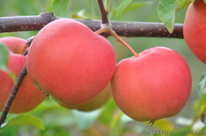 Саженцы яблонь с интеркалярной вставкой лучших сортов #865658